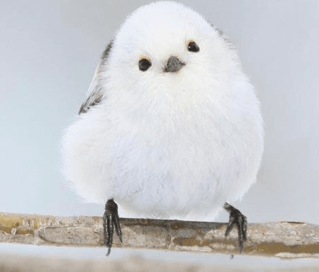 Shima-enaga Battle Game